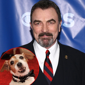 Tom Selleck, Uggie Tom Selleck, Uggie
